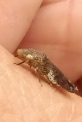 Homalodisca vitripennis