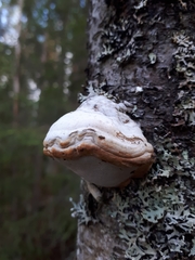 Fomes fomentarius