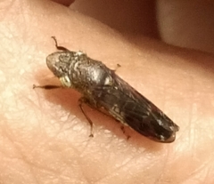 Homalodisca vitripennis