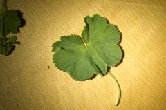 Alchemilla propinqua