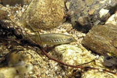 Lampetra planeri