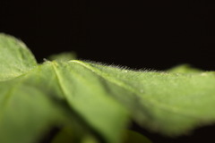 Alchemilla propinqua