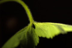 Alchemilla propinqua