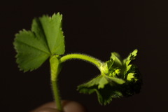 Alchemilla propinqua