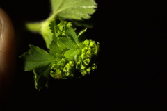 Alchemilla propinqua
