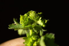 Alchemilla propinqua