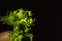 Alchemilla propinqua