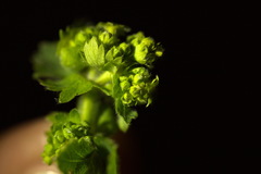 Alchemilla propinqua