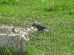 Corvus monedula