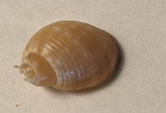 Gastropoda