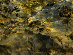 Coryphoblennius galerita
