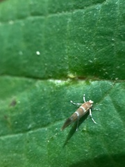 Cameraria hamameliella