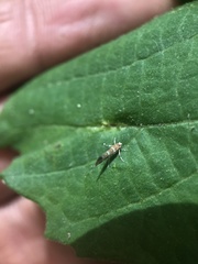 Cameraria hamameliella