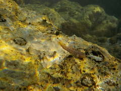 Microlipophrys canevae