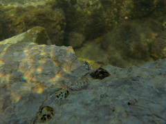 Coryphoblennius galerita