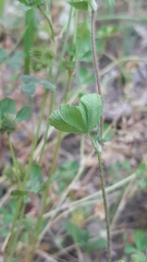 Trifolium ligusticum