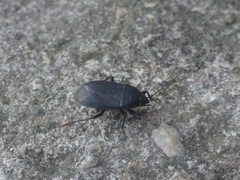 Lethaeus cribratissimus