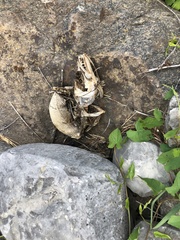 Sander vitreus vitreus