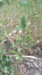 Trifolium ligusticum