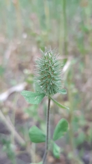 Trifolium ligusticum