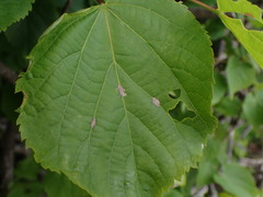 Eriophyes exilis