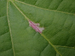 Eriophyes exilis