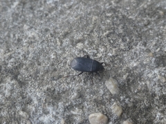 Lethaeus cribratissimus