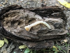 Litoprosopus coachella