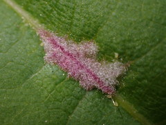 Eriophyes exilis