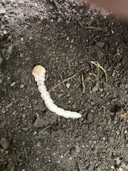 Litoprosopus coachella