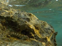 Coryphoblennius galerita