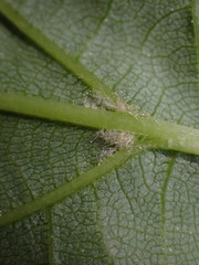 Eriophyes exilis