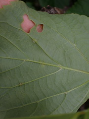 Eriophyes exilis