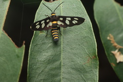 Amata edwardsii