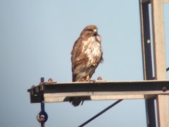 Buteo buteo