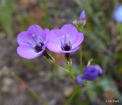 Gilia tenuiflora