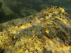 Microlipophrys canevae