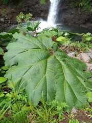 Gunnera insignis