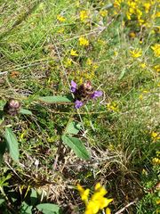 Prunella grandiflora