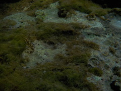 Microlipophrys adriaticus