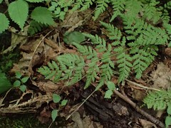 Cystopteris protrusa