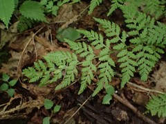 Cystopteris protrusa