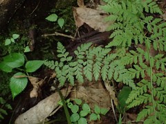 Cystopteris protrusa