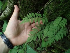 Cystopteris protrusa