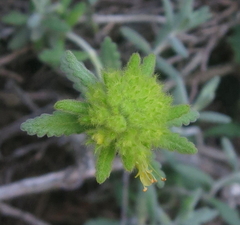 Teucrium aureum