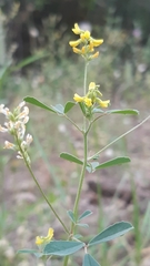 Melilotus neapolitanus