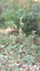 Melilotus neapolitanus