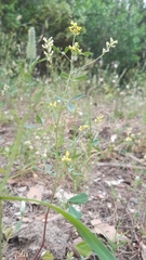 Melilotus neapolitanus