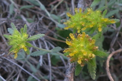 Teucrium aureum