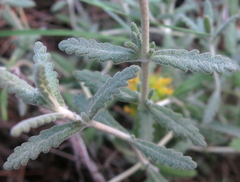 Teucrium aureum